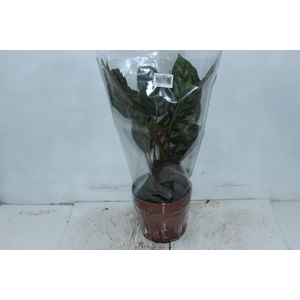 CALATHEA FLAMESTAR P17