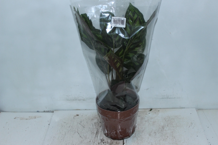 <h4>CALATHEA FLAMESTAR P17</h4>