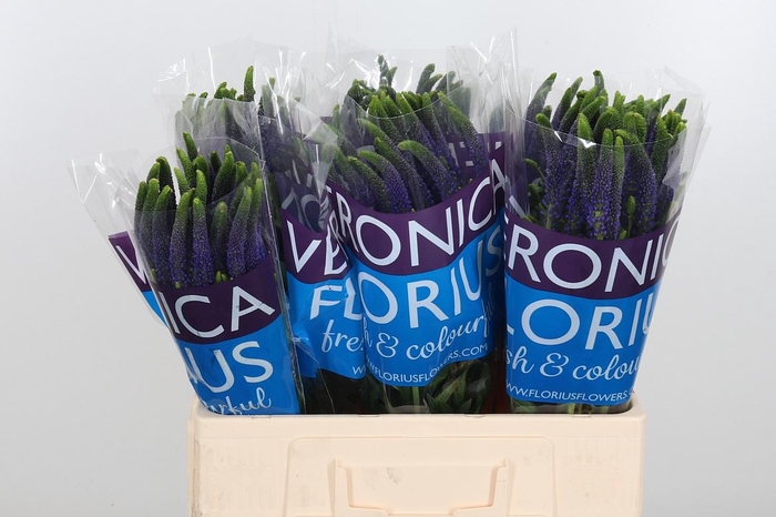 <h4>Veron Smart Navy</h4>