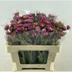 HELICHRYSUM HELICHRYSUM OV