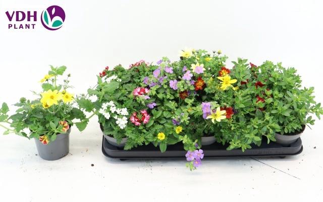 <h4>PERKPL GEM IN POT</h4>