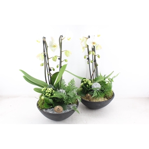 arr2 PL - Ebbi. phal cascade goud/zilver