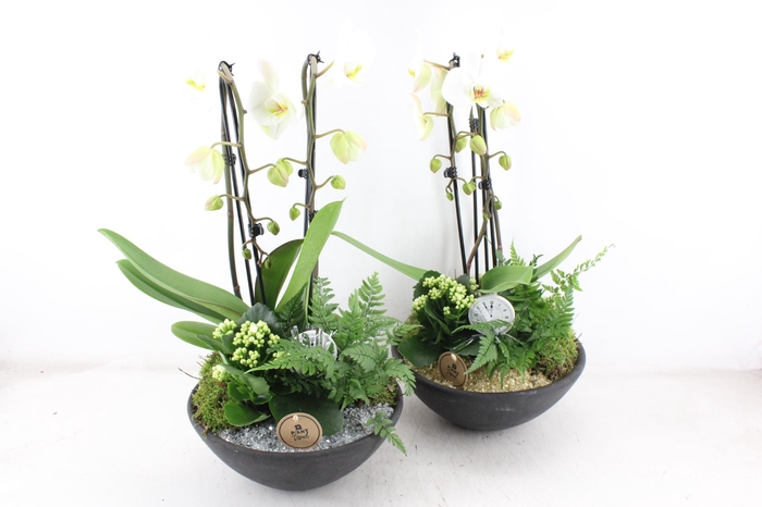 <h4>arr2 PL - Ebbi. phal cascade goud/zilver</h4>