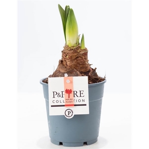 Hippeastrum red P&PURE Collection