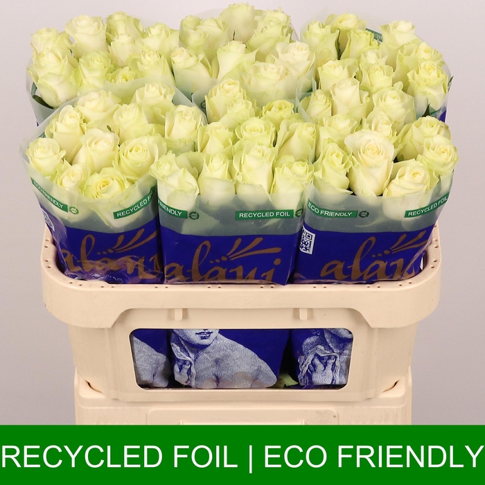 <h4>R GR ARCTICA</h4>