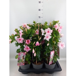 Mandevilla am. 'Sundav Db Blush Pk'