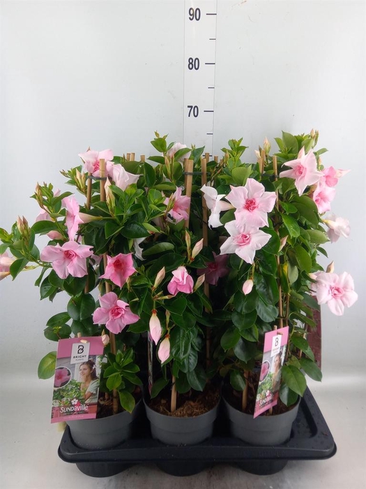 <h4>Mandevilla am. 'Sundav Db Blush Pk'</h4>