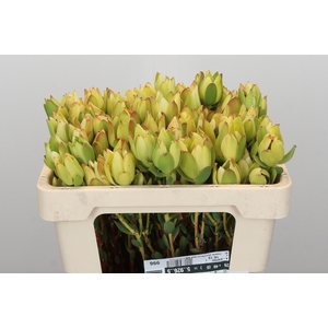 Leucadendron Disc. Rita Spray