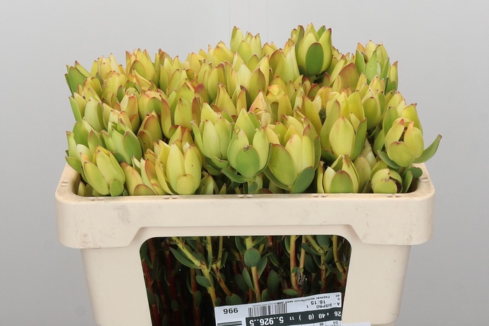 <h4>Leucadendron Disc. Rita Spray</h4>