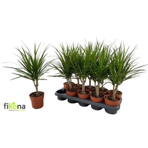 Dracaena marginata