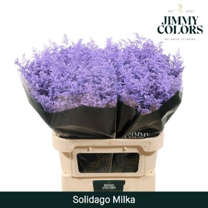 Solidago L70 Milka