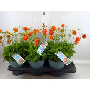 Geum  'Orange Pumpkin'