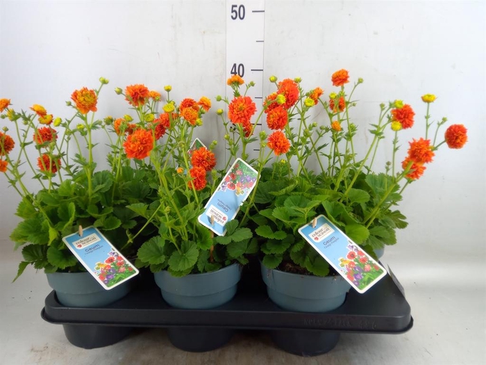 <h4>Geum  'Orange Pumpkin'</h4>