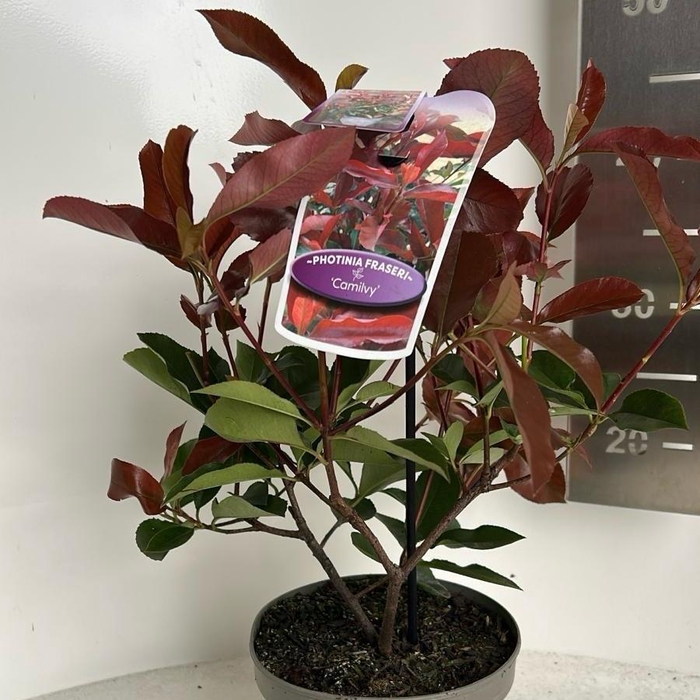 <h4>Photinia fraseri 'Camilvy’</h4>