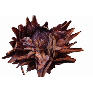 Dried Artz Cynara Heads Mondriaan