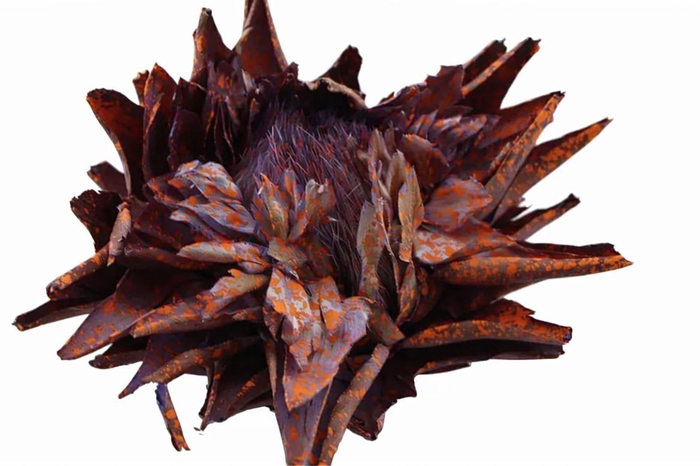 Dried Artz Cynara Heads Mondriaan