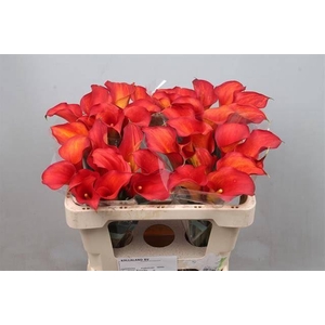 Calla Captain Trinity