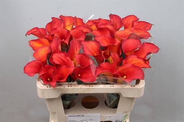 <h4>Calla Captain Trinity</h4>