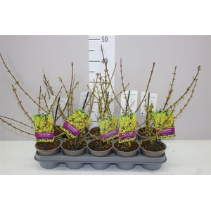 Forsythia Spectabil