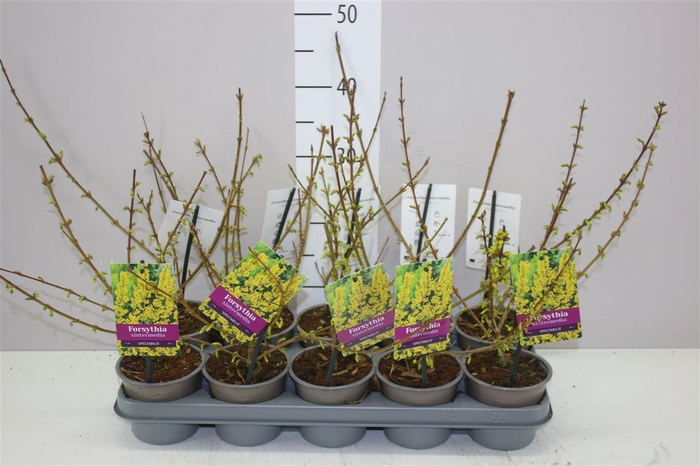 <h4>Forsythia Spectabil</h4>