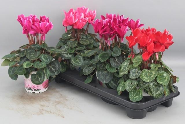 <h4>CYCL GR HALIOS FANT</h4>