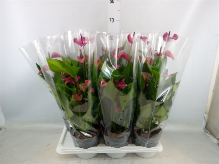 <h4>Anthurium andr. 'Pure Purple'</h4>