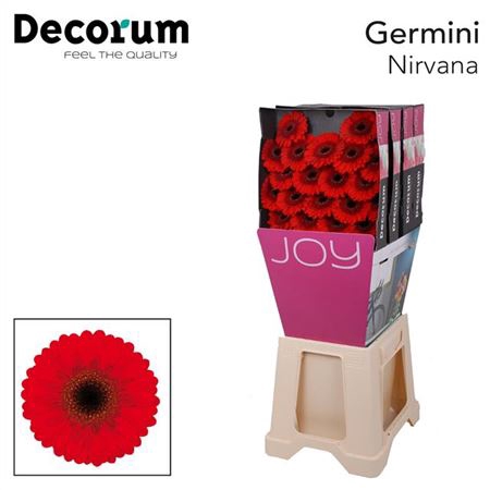 <h4>Ge Mi Nirvana Diamond</h4>