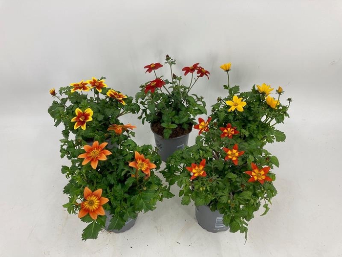 <h4>BIDENS FERULIFOLIA P11</h4>
