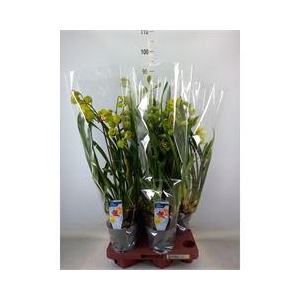 Cymbidium   ...