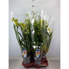 <h4>Cymbidium   ...</h4>