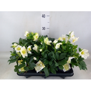 Helleborus niger 'Advent Star'