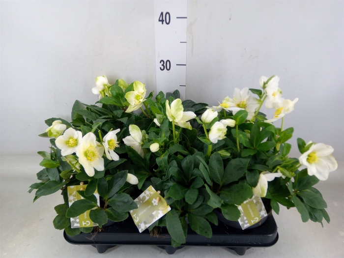 <h4>Helleborus niger 'Advent Star'</h4>