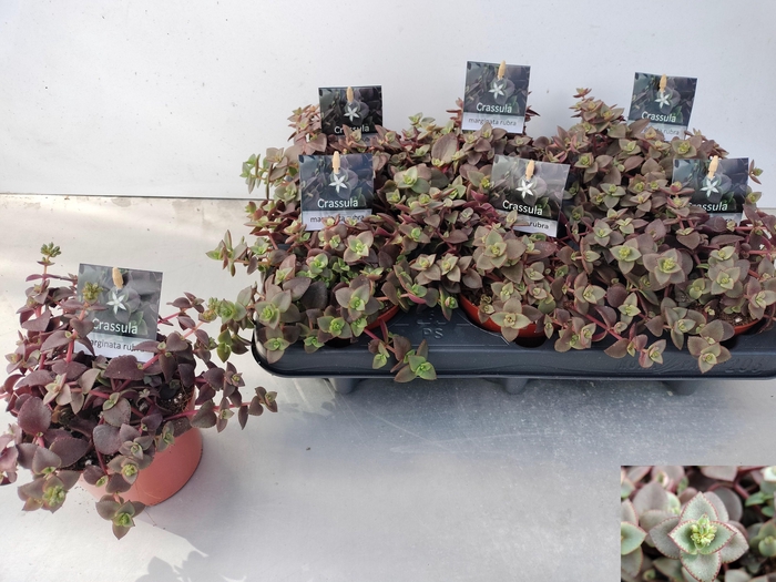 <h4>CRASS MARGINALIS</h4>