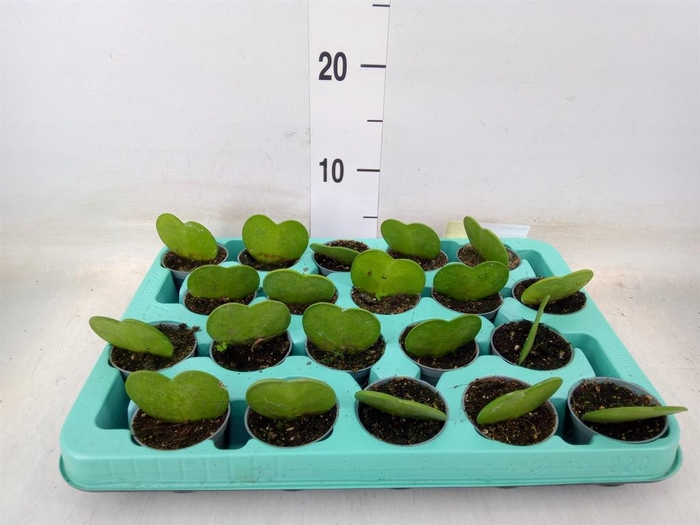 <h4>Hoya kerrii</h4>