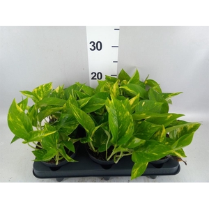 Epipremnum pinn. 'Aureum'