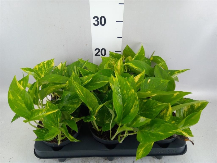 <h4>Epipremnum pinn. 'Aureum'</h4>