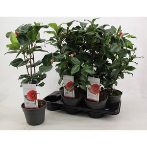 Camellia Jap Dr King 10+