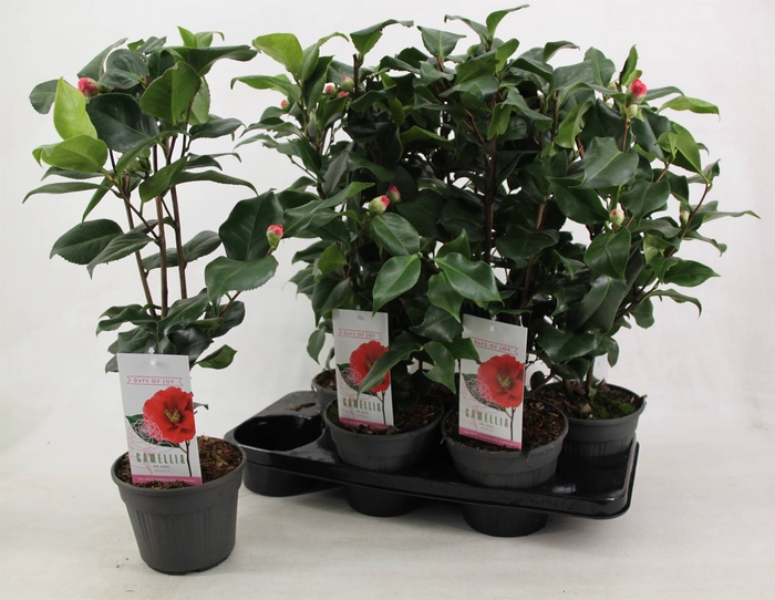 <h4>Camellia Jap Dr King</h4>