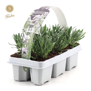 Lavandula 'White' 6-Pack