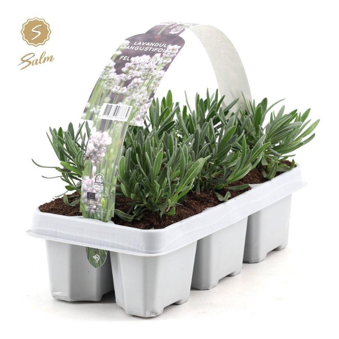 <h4>Lavandula 'White' 6-Pack</h4>