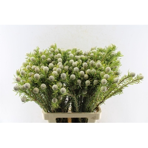 Leucad L Jade Pearl Spray