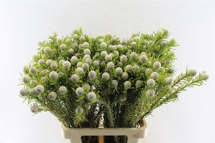 <h4>Leucad L Jade Pearl Spray</h4>