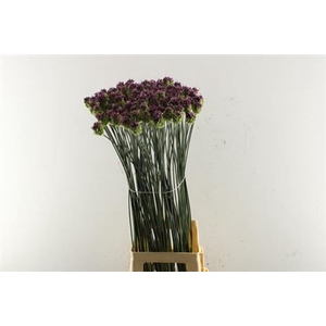 Allium Sphaerocephal