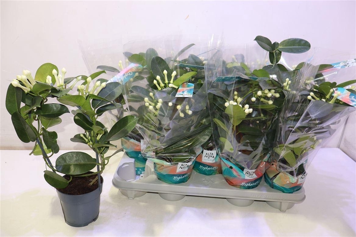 <h4>Steph Fl Ov</h4>