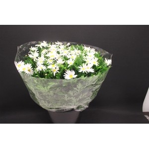 Leuc Vulg Margriet 999