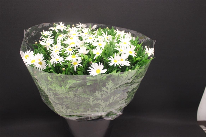 <h4>Leuc Vulg Margriet 999</h4>