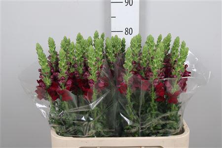 <h4>Antir Poto Red</h4>