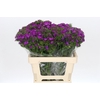 Dianthus Br Amazon Neon Purple