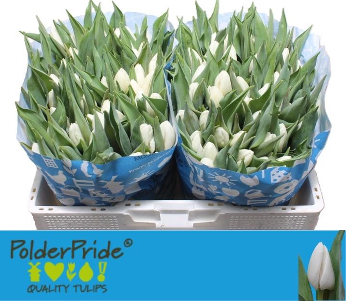 <h4>TU EN WHITE PRINCE</h4>