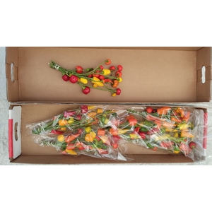 Capsicum per stem